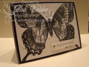 Swallowtail