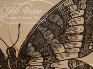 Swallowtail 4
