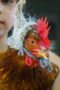 chicken with a hat