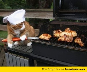 bbq-cat-funny