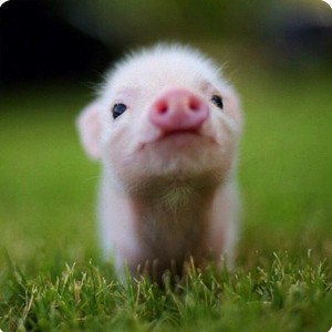 cute pig