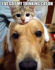 thinking cat on