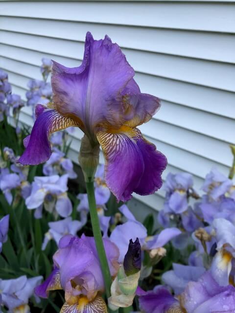 Iris are in bloom.