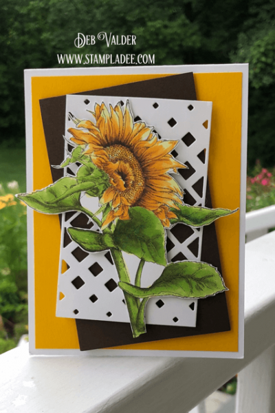 A little bunch of sunflowers a lot of sunshine