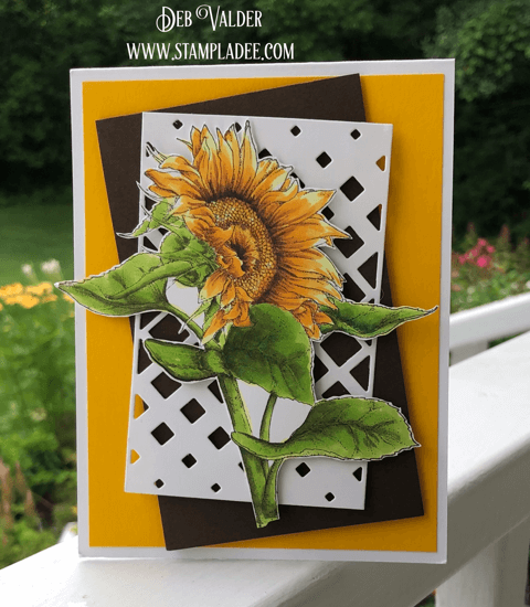 A little bunch of sunflowers a lot of sunshine